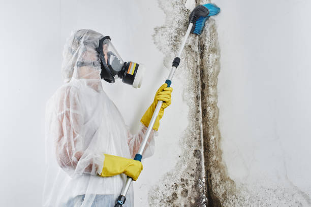 Best Mold Cleaning Services  in USA